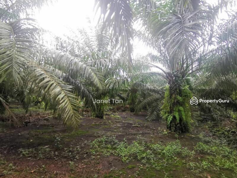 For Sale - Pontian Kampung Jawa Agriculture Land