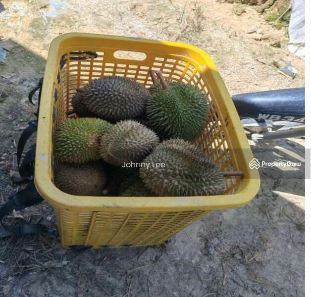 Bentong Pahang durian farm untuk Untuk Dijual - RM 3,850,000, Apr 2026 - PropertyGuru.com.my