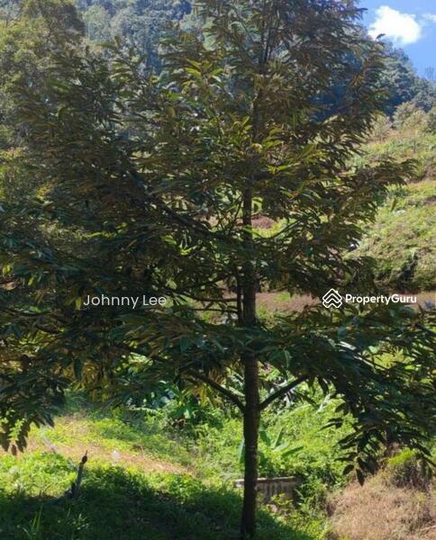 Bentong Pahang durian farm untuk Untuk Dijual - RM 3,850,000, Apr 2026 - PropertyGuru.com.my