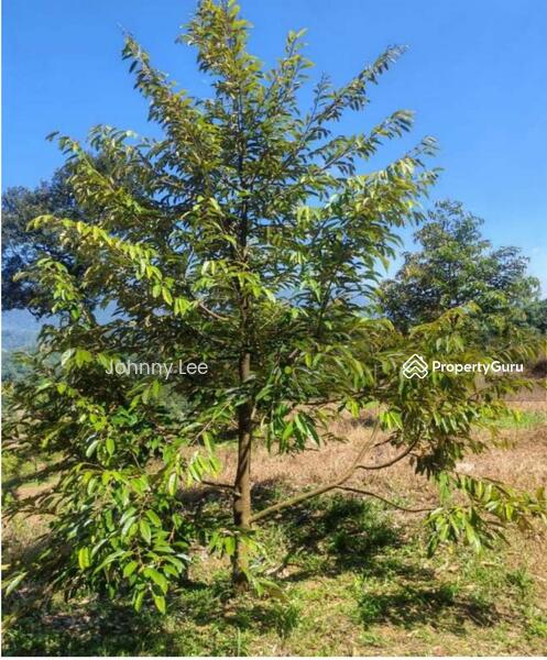 Bentong Pahang durian farm untuk Untuk Dijual - RM 3,850,000, Apr 2026 - PropertyGuru.com.my