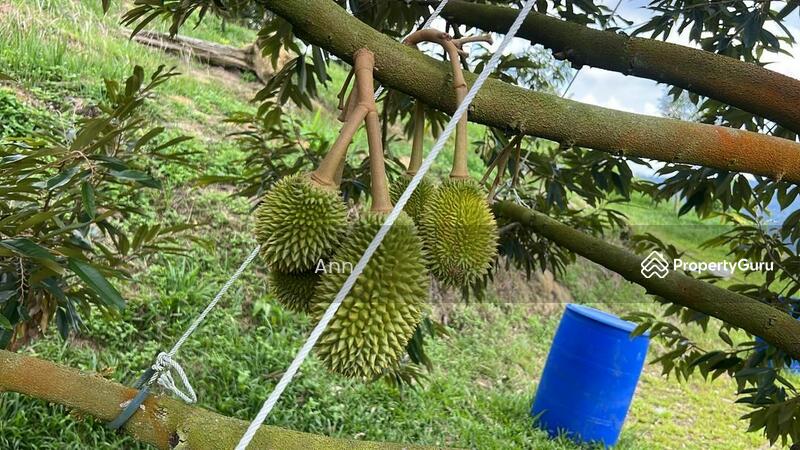 For Sale - Residential Land at Kampung Rantau