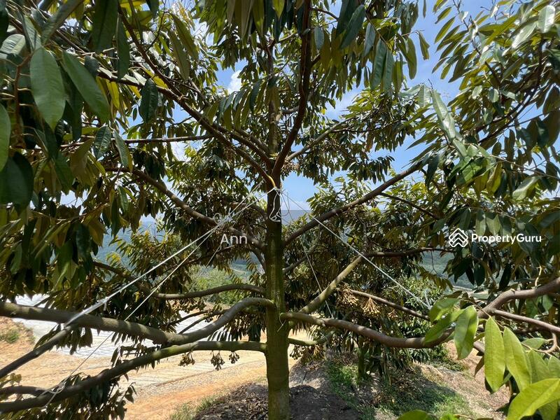 For Sale - Residential Land at Kampung Rantau