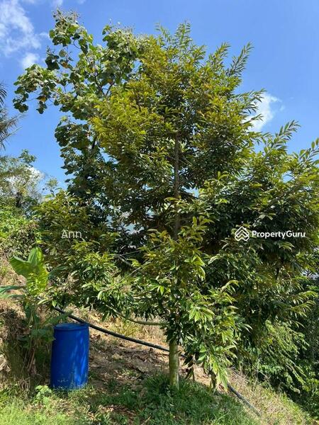 For Sale - Residential Land at Kampung Rantau