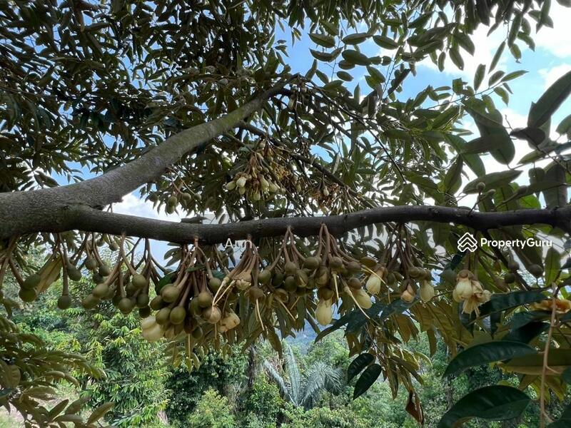 For Sale - Residential Land at Kampung Rantau