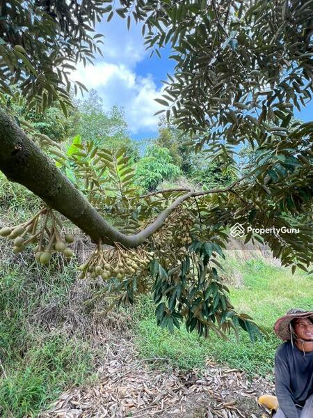 For Sale - Residential Land at Kampung Rantau