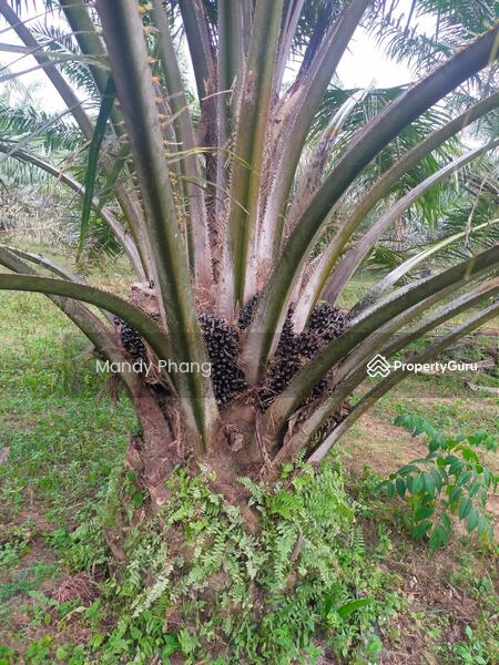 Untuk Dijual - Agricultural Land at Bandar Baru Siputeh