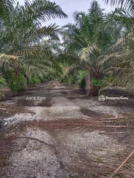Agricultural Land for Sale in Pekan Nenas (Jeram Batu) - Jack Koo - PropertyGuru.com.my