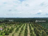 For Sale - Agricultural Land Durian Farm Chamek Paloh