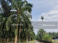 For Sale - Oil Palm Estate Sungkap Para Sungai Petani
