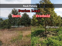 For Sale - Freehold 6acre Durian Land Pahang Raub