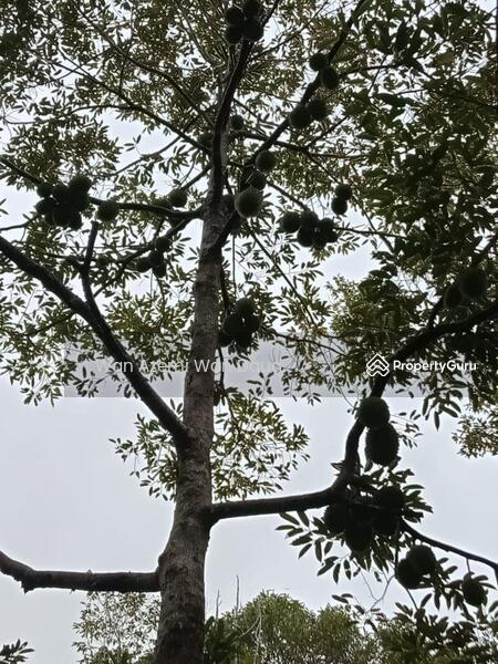 For Sale - Ulu Melaka, Langkawi