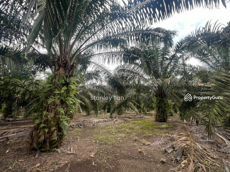 For Sale - Pekan Nenas Palm Oil