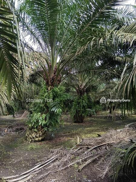 For Sale - Pekan Nenas Palm Oil