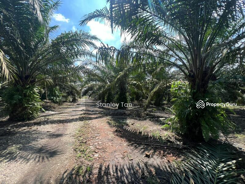 For Sale - Pekan Nenas Palm Oil