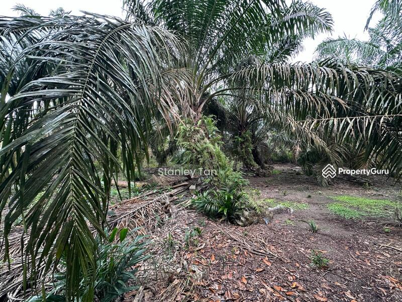 For Sale - Kulai Agriculture Palm Oil Land