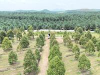 For Sale - Chamek Durian Farm