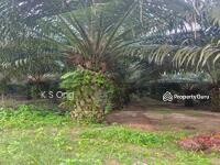 For Sale - Kluang Paloh 1000 acres Palm Oil Plantation For Sales