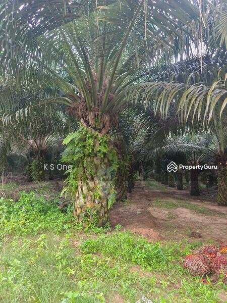 Agricultural Land for Sale in Paloh (Johor) - K S Ong - PropertyGuru.com.my