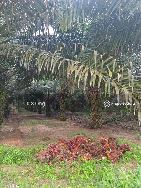Agricultural Land for Sale in Paloh (Johor) - K S Ong - PropertyGuru.com.my