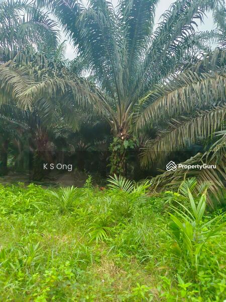 Agricultural Land for Sale in Paloh (Johor) - K S Ong - PropertyGuru.com.my