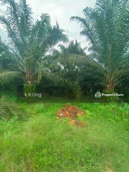 Agricultural Land for Sale in Paloh (Johor) - K S Ong - PropertyGuru.com.my