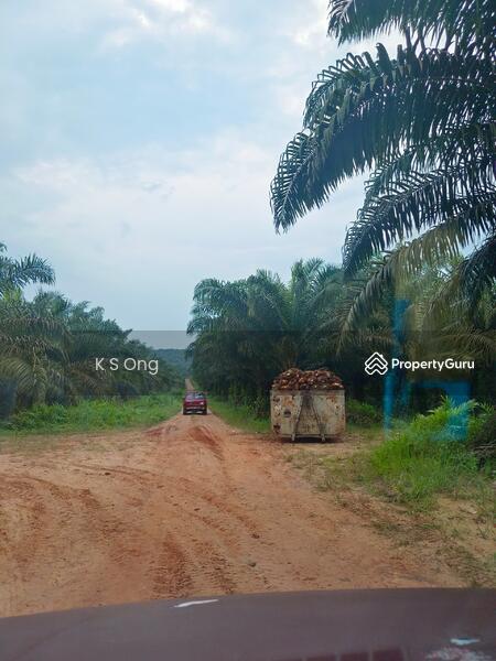 Agricultural Land for Sale in Paloh (Johor) - K S Ong - PropertyGuru.com.my