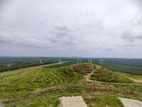 For Sale - Kluang Paloh 1000 acres Palm Oil Plantation For Sales