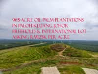 For Sale - Kluang Paloh 1000 acres Palm Oil Plantation For Sales