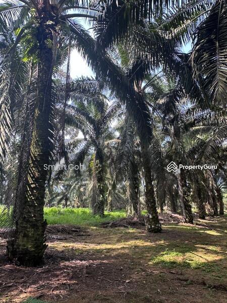 For Sale - Kota Tinggi @ Kampung Mawai Baharu Kelapa Sawit Land Cheap Sale~