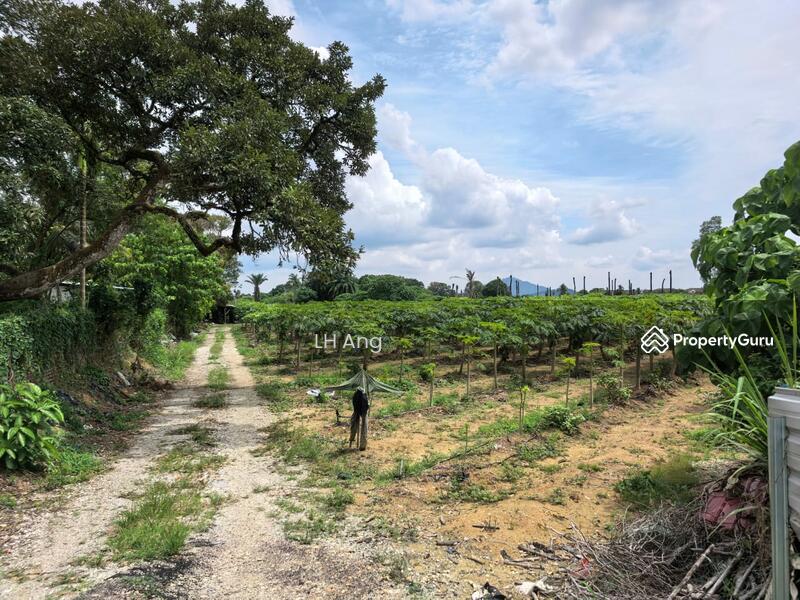 For Sale - Lunas