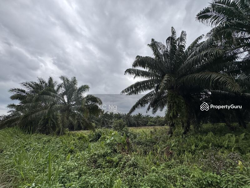 For Sale - Tanjung Duabelas Banting 1.9 Acres Agricultural Land For Sale.