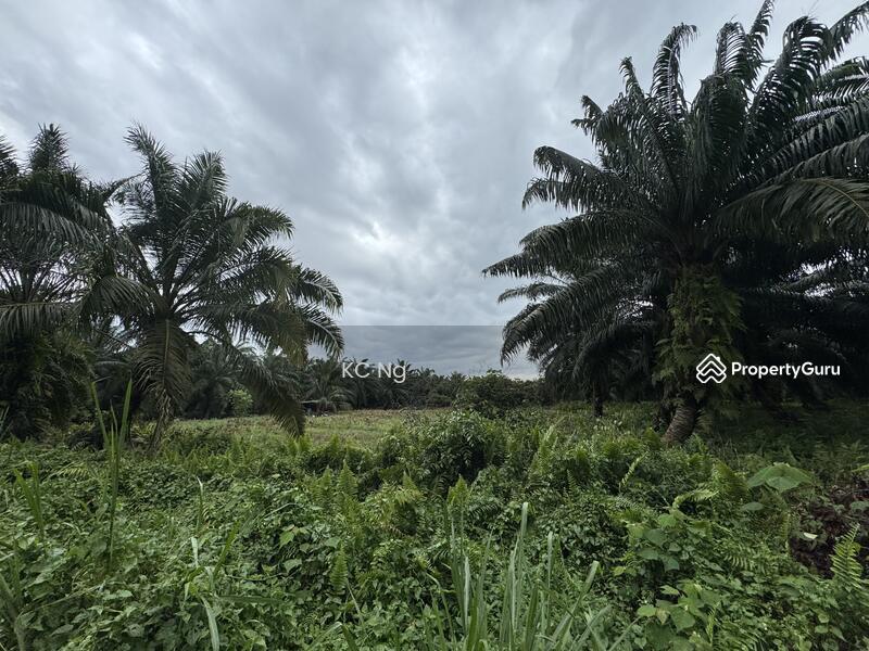 For Sale - Tanjung Duabelas Banting 1.9 Acres Agricultural Land For Sale.