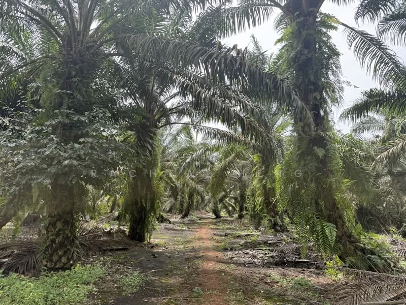 Agricultural Land for Sale in Tmn Perindustrian Pekan Nenas 1 (Pekan Nanas) - Racheal Heng - PropertyGuru.com.my