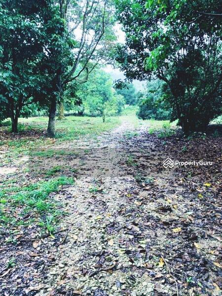 For Sale - Dusun Buah- Buahan serendah Selangor