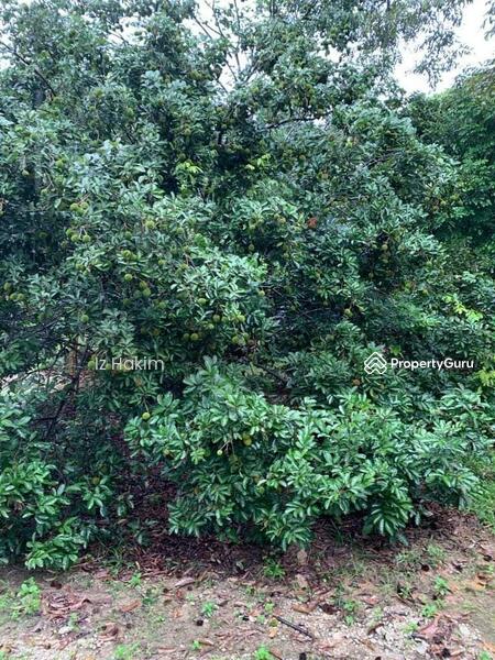 For Sale - Dusun Buah- Buahan serendah Selangor