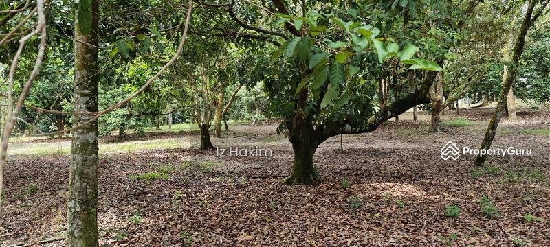 For Sale - Dusun Buah- Buahan serendah Selangor