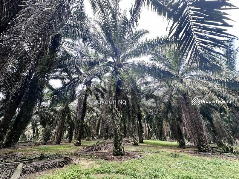 For Sale - Kota Tinggi Kota Tinggi Kotas Tinggis