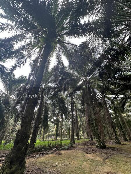 For Sale - Kota Tinggi Kota Tinggi Kotas Tinggis
