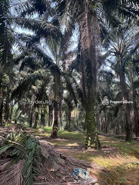 For Sale - Kota Tinggi Kota Tinggi Kotas Tinggis