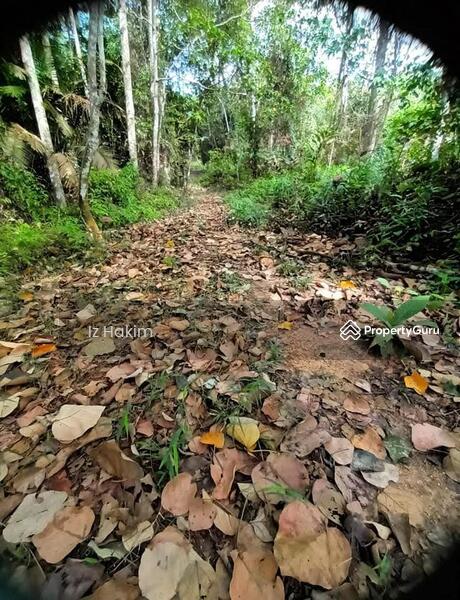 For Sale - Tanah Pertanian Kalumpang