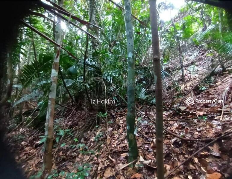 For Sale - Tanah Pertanian Kalumpang