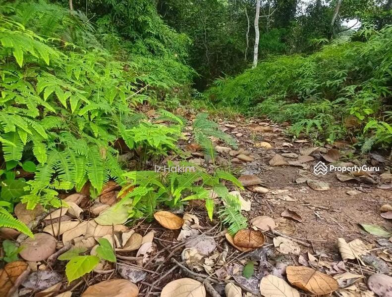 For Sale - Tanah Pertanian Kalumpang