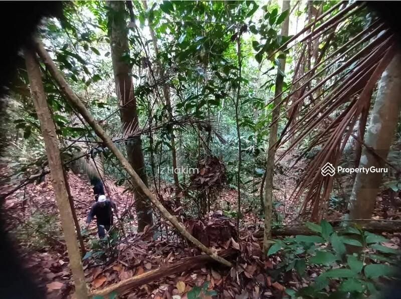 For Sale - Tanah Pertanian Kalumpang