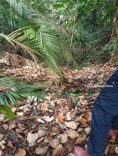 For Sale - Tanah Pertanian Kalumpang