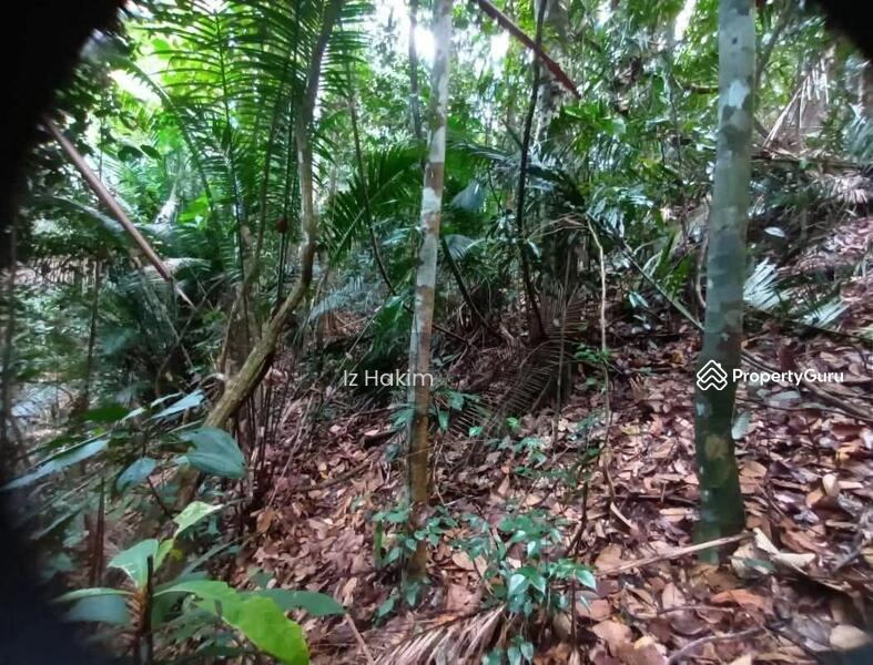 For Sale - Tanah Pertanian Kalumpang