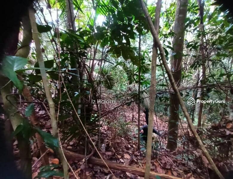 For Sale - Tanah Pertanian Kalumpang