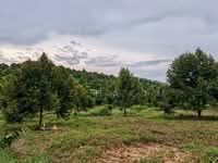 For Sale - Mainroad! Ladang Buah-buahan Kerling Selangor