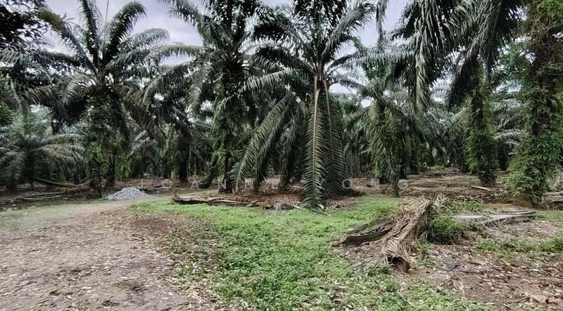 Untuk Dijual - 15 Acres Zoning Residential Land @ Pekan Nanas, Batu 32, Pontian Johor Kg Parit Kassim Pontian Utama