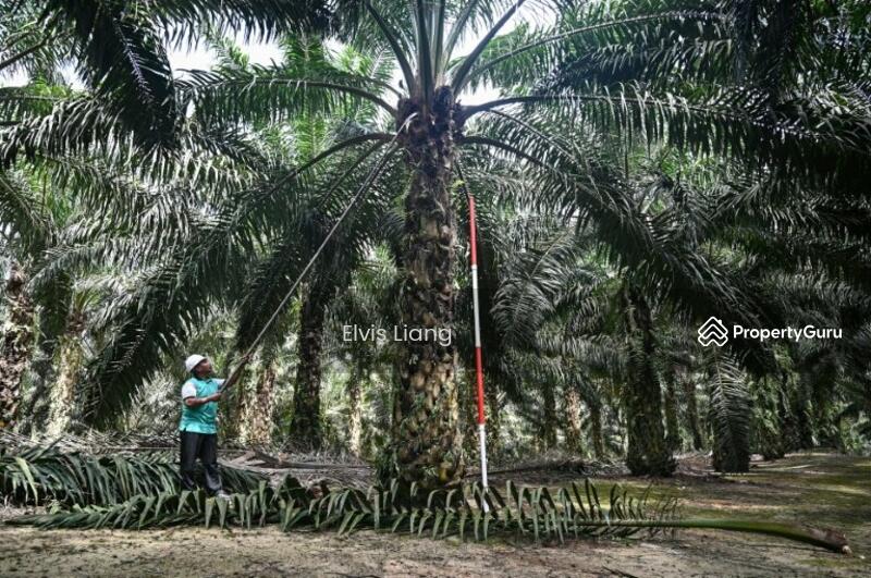 For Sale - Ulu tenggiri, Gua musang, Estate