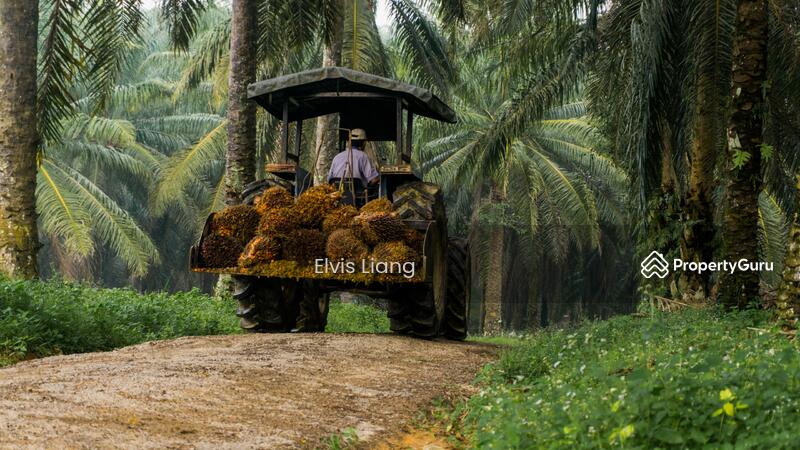 For Sale - Ulu tenggiri, Gua musang, Estate
